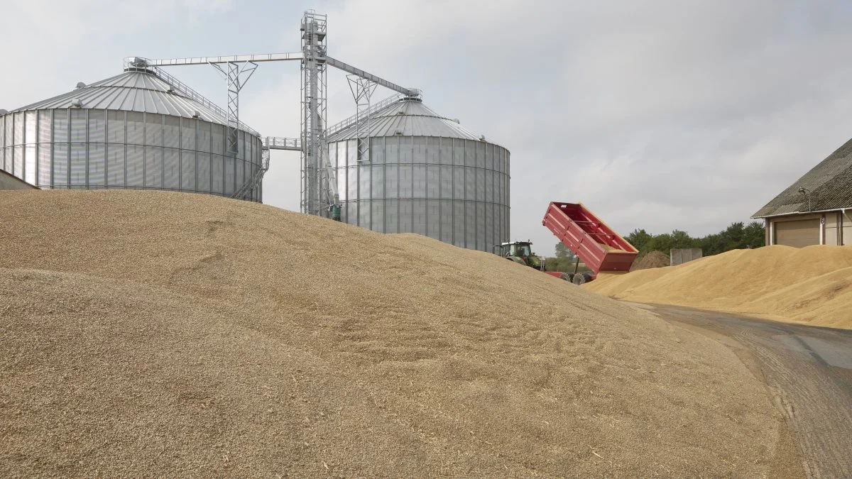 Brødr. Ewers har haft en fordobling af kornindtaget i det fynske område. Trods opførelsen af de to store siloer med plads til i alt 10.000 tons så situationen sådan ud på afdelingen i Birkum på en af årets sidste høstdage. I baggrunden læses 15,5 tons maltbyg fra Peter Skov Johansen, Refsvindinge, af i Planet-stakken. Foto: Erik Hansen