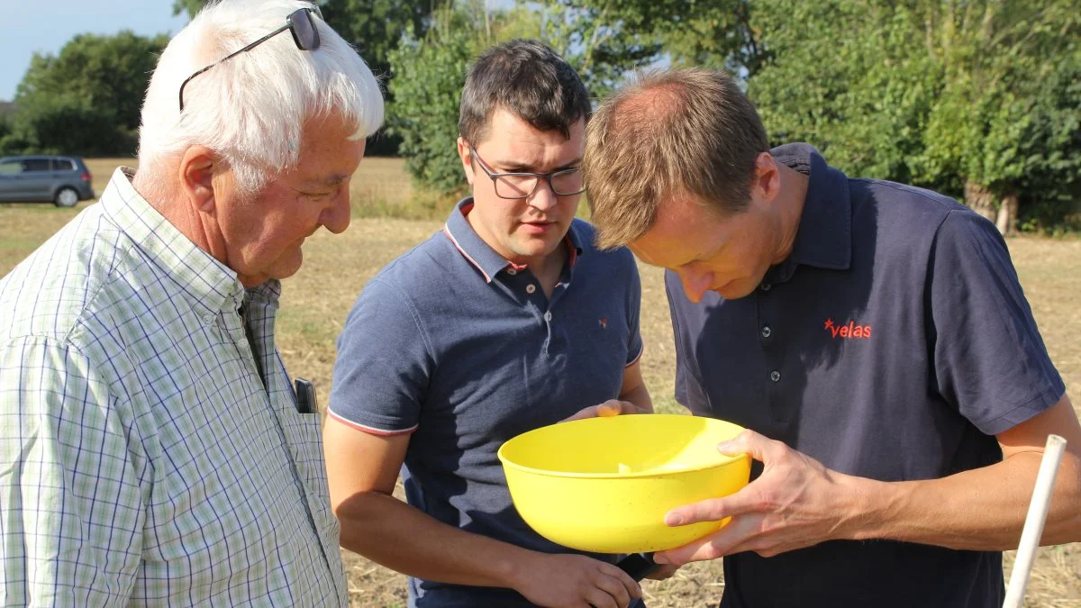 Planteavlskonsulenterne Kristoffer Boye Larsen (midt) og Anders Østergaard Sigersted (th.), Velas tjekker fangbakker for rapsjordlopper i forbindelse med Rapstjek hos Thorkild Bruun Jensen (tv.), Ørritslev, Nordfyn. Fotos: Henriette Lemvig