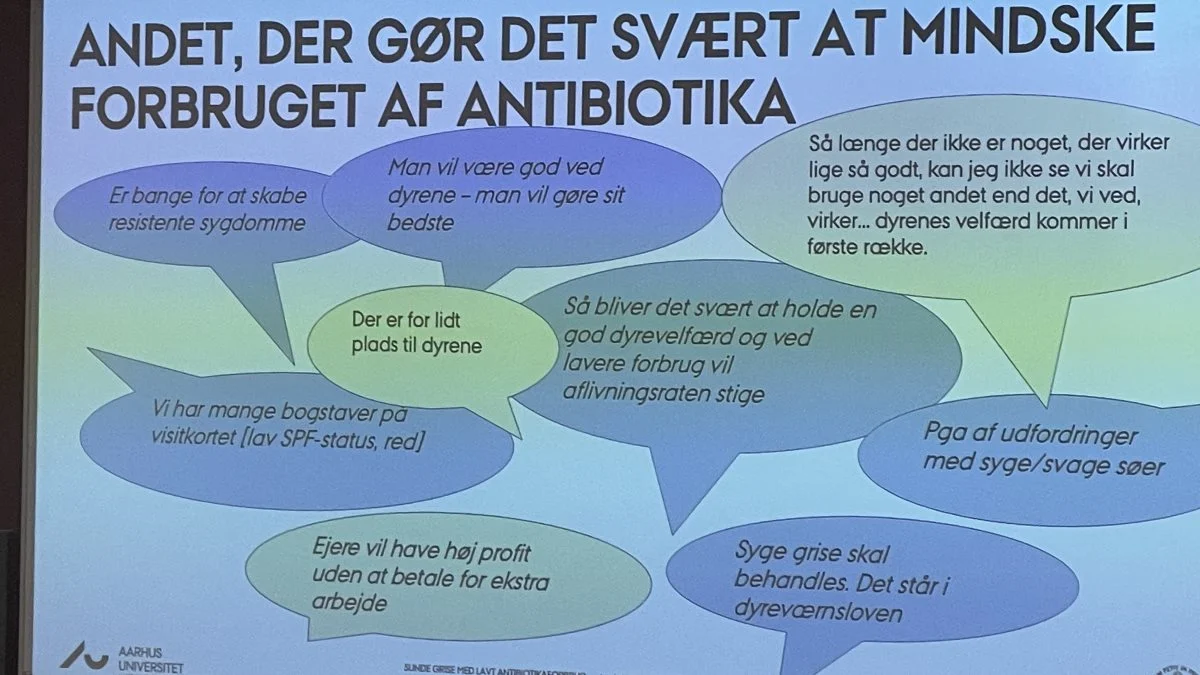 Svineproducenter og medarbejderes opfattelser af, hvilke udfordringer der er i forhold til at reducere forbruget af antibiotika. Kilde: Hanne Kongsted, AU, ved mødet »Sunde grise med lavt antibiotikaforbrug« på Københavns Universitet den, 15. juni 2022.

