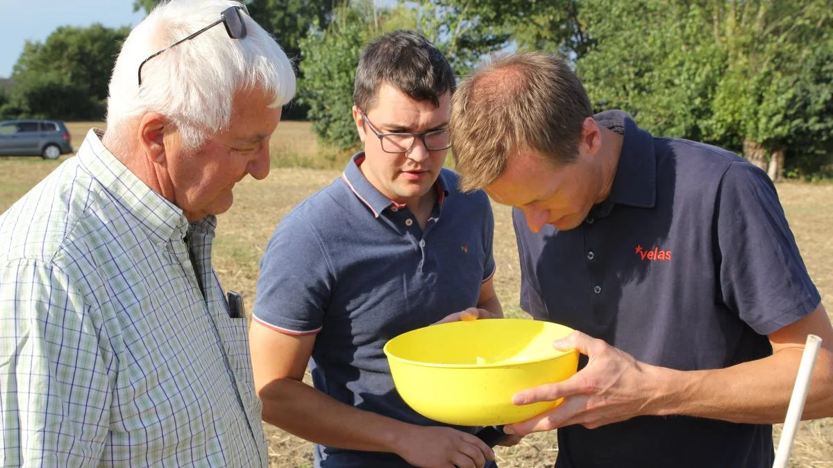 Planteavlskonsulenterne Kristoffer Boye Larsen (midt) og Anders Østergaard Sigersted (th), Velas tjekker fangbakker for rapsjordlopper i forbindelse med Rapstjek hos Thorkild Bruun Jensen (tv), Ørritslev, Nordfyn. Fotos: Henriette Lemvig