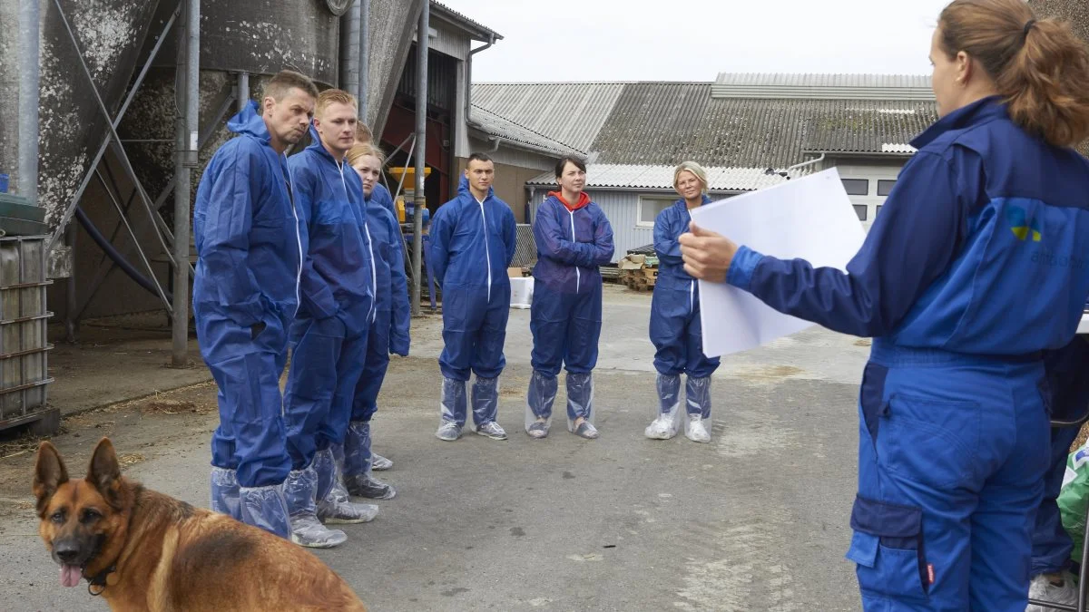 - Typisk, når det er skummetmælks-mælkeerstatninger, så vil proteinandelen bestå af 20 procent valleproteiner og 80 procent kasein, ligesom der er i komælk. Det koagulerer i løben og vil derfor tage længere tid at nedbryde, så det giver en højere fysiologisk mæthedsfornemmelse hos kalven i forhold til den vallebaserede, forklarede Amalie Helene Bonnerup, kvægrådgiver ved LandboNord. Fotos: Tenna Bang