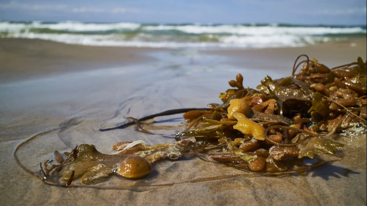 Der vil blive gennemført storskala-testforsøg med dyrkning af tang, som vil blive udført i Limfjorden ved Nykøbing Mors. Foto: Colourbox