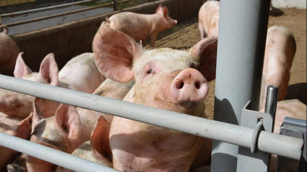 Hvis ikke de danske slagterier kan følge med tyskerne, så har svineproduktionen i landet ingen berettigelse i fremtiden, mener Palle Jakobsen. Arkivfoto: Camilla Bønløkke
