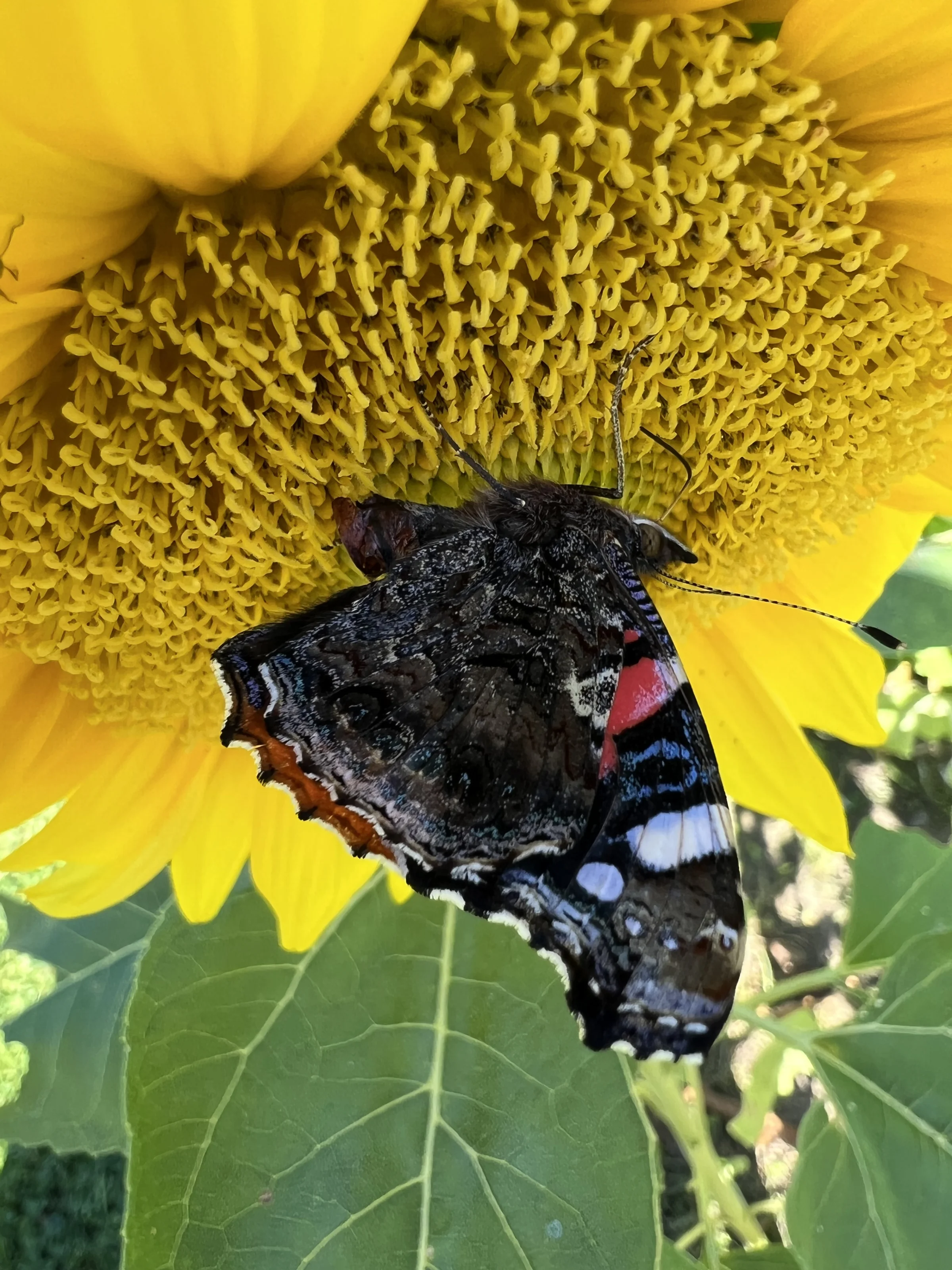 Sommerfuglene er det mest synlige liv i blomsterstriberne, men ifølge Michael Bundgaard er det alt det, man ikke ser, der virkelig har værdi for dyrelivet. 