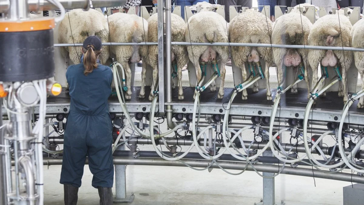 Malkefår er en god forretning i New Zealand, hvor en besætning som denne leverer mælk af høj kvalitet. Fotos: Niels Damsgaard Hansen