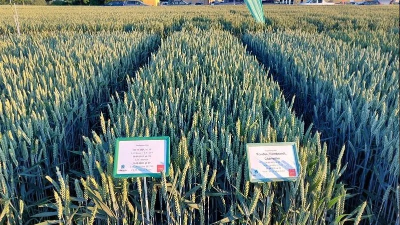 Corteva vandt VKST Hvedekamp 2022 med en blanding af Pondus, Rembrandt og Champion. Foto: VKST