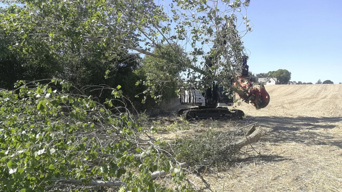 Efter den tørre sommer og tidlige høst er der god chance for at vedligeholde hegnene inden efterårsarbejdet. Her er Søren Larsen, en af de ti medarbejdere hos skoventreprenør Børge Schäfler, i gang med styning af popler med gravemaskine monteret med klippehoved. 