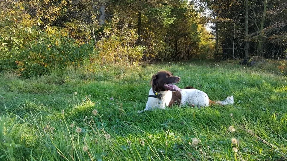 Abekopper kan smitte hunde og måske også andre dyr. Derfor skal dyrlæger og dyreejere nu anmelde mistanke om abekopper i dyr til Fødevarestyrelsen. Foto: Arkivfoto