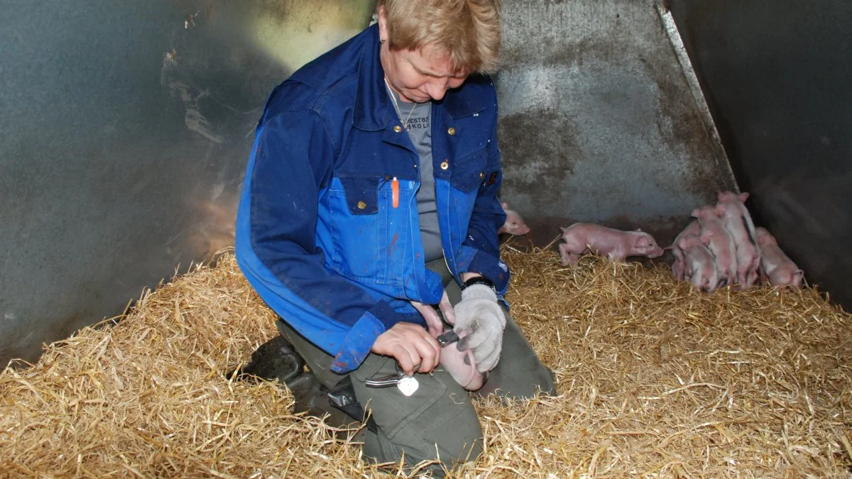 Det er både besværligt og dyrt at kastrere økologiske ornegrise. Derfor vil Fødevarestyrelsen nu lempe reglerne for økologiske svineproducenter. Arkivfoto