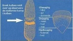 Metode til vurdering af tørstofprocent på baggrund af kernefarve og konsistens. Kilde: Seges Innovation