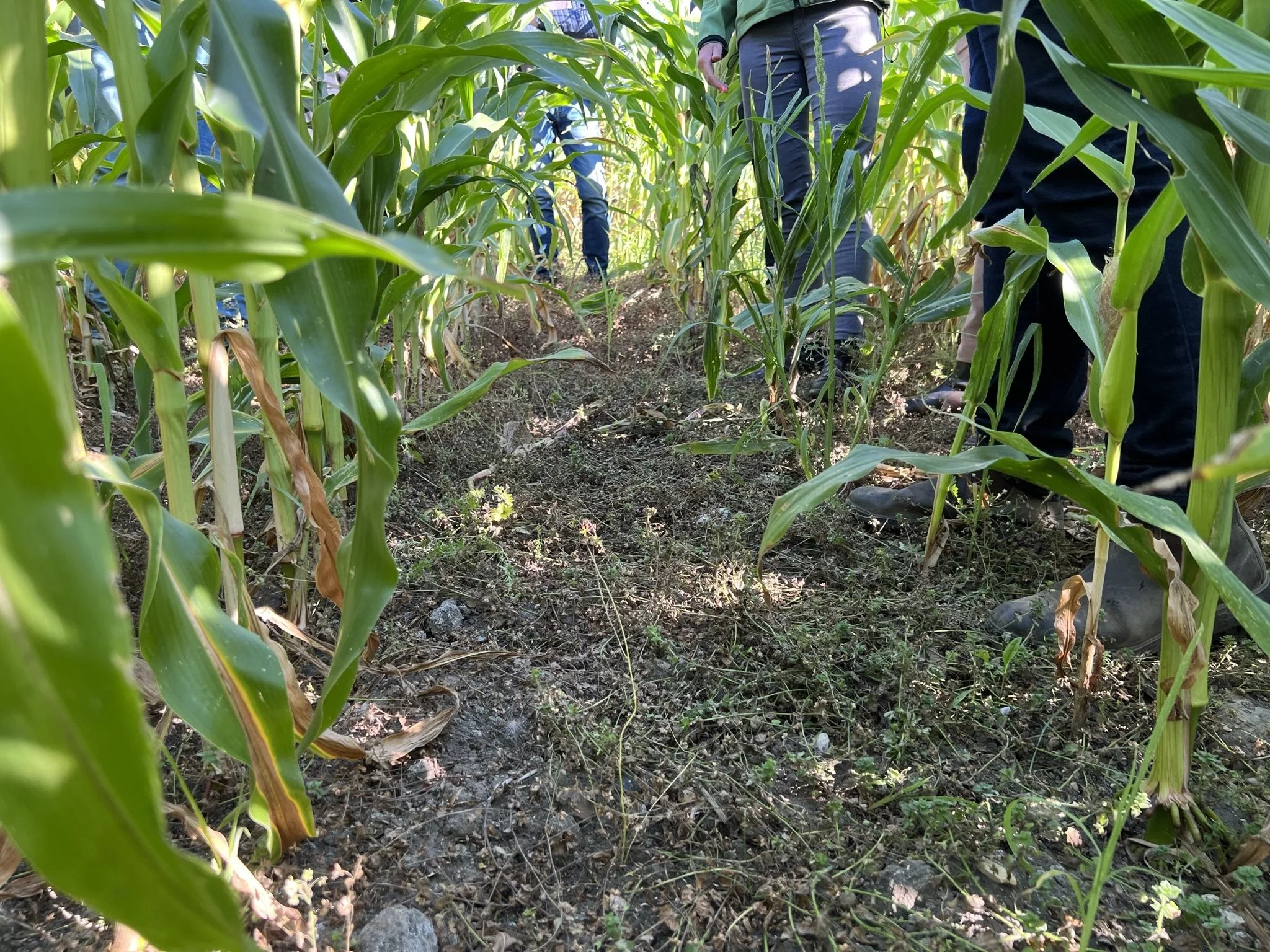 I foråret var marken belagt med et tæt tæppe af hanespore. Focus Ultra-sprøjtningen har haft en effekt på 99 procent, vurderer Søren Severin fra BASF. Foto: Kasper Stougård 