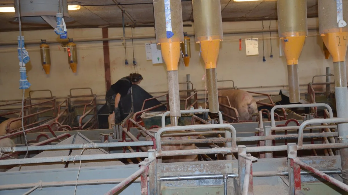 Kurset Managing Pig Production klæder nøglemedarbejdere på til at blive bedre ledere. Arkivfoto: Camilla Bønløkke
