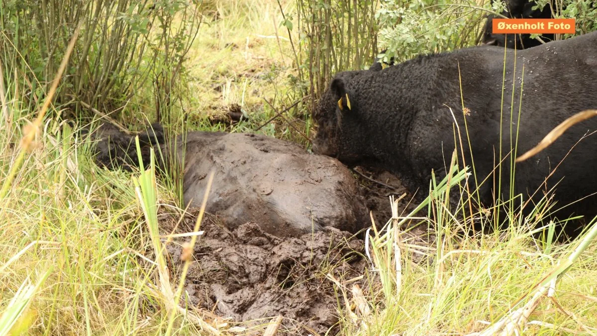 For en måned siden blev to køer jagtet af en flok tyre i naturparken Molslaboratoriet på Djursland. Den ene ko endte i et mudderhul, hvor den sad fast i flere timer, mens tyrene forsøgte at parre koen på skift. Foto: Øxenholt Foto