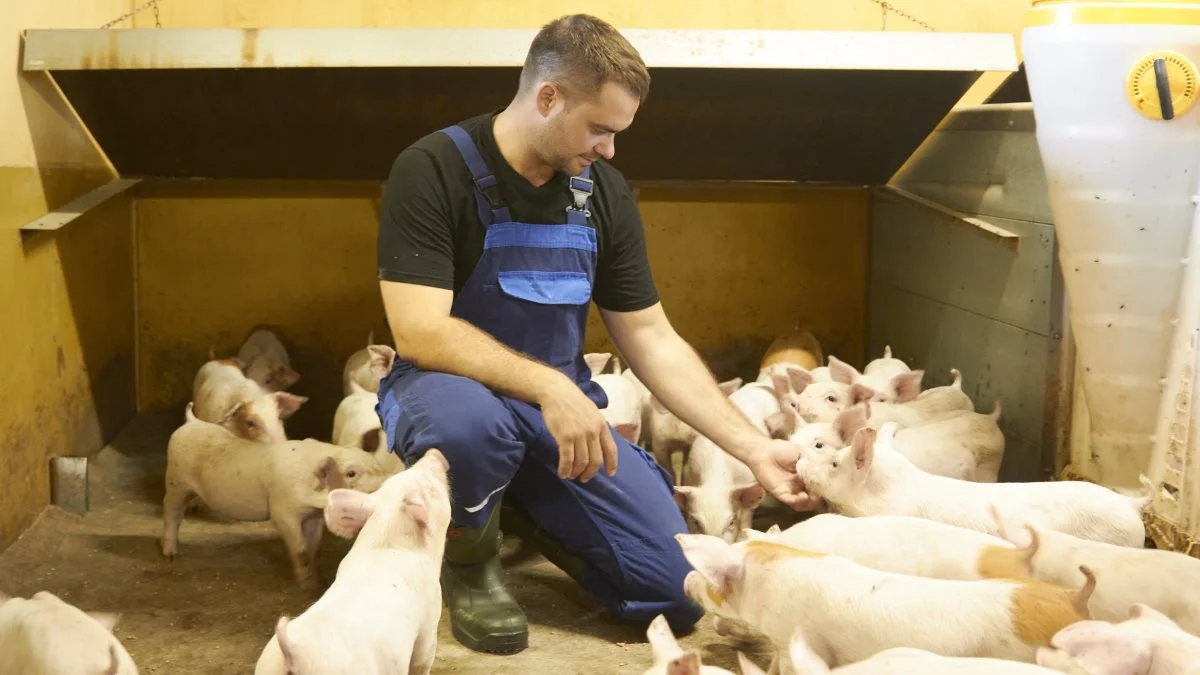 For en måned siden købte 33-årige Kasper Thing Andreasen en soholdsejendom med omkring 600 søer, og fra nu af laver han selv de grise, som skal fedes op. Dermed udvider han også produktionen fra 15.000 til 20.000 slagtesvin om året.