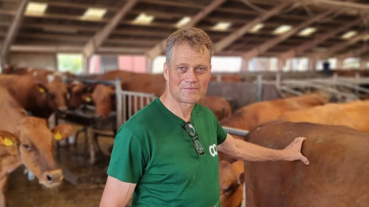 Kaare Larsens kvæg har fået halsbånd på, som samler data om deres adfærd, der kan aflæses gennem en app på telefonen. Foto: Anders Lei