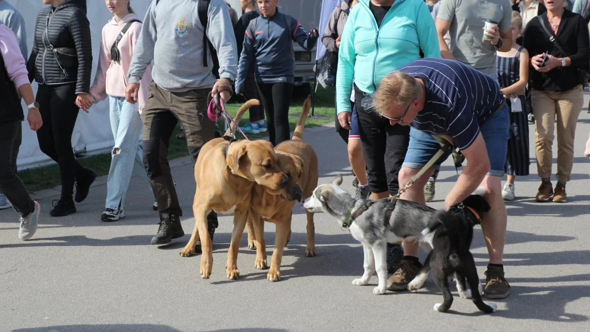 Mere end 800 hunde var i år tilmeldt Store Hestedag, hvor der var rig lejlighed til at hilse på hinanden. Foto: Jesper Hallgren