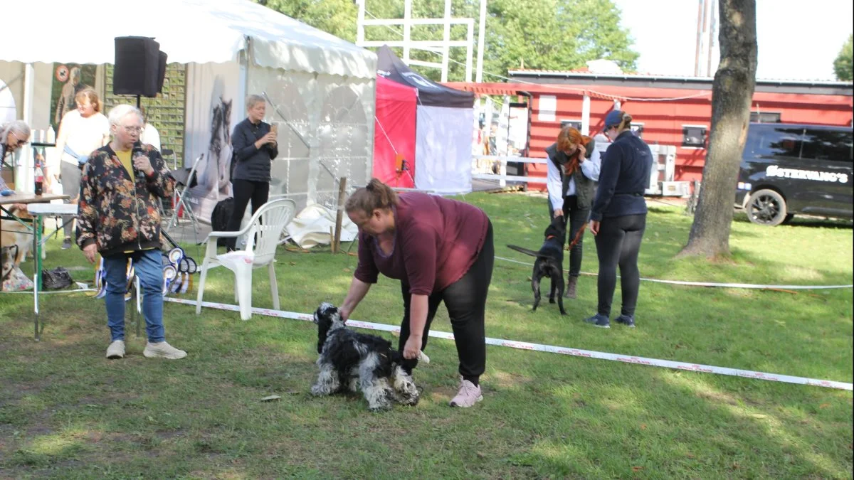 Hos Dansk Kennel Klub kunne hundeejerne få deres hund bedømt af en professionel dommer. Foto: Jesper Hallgren