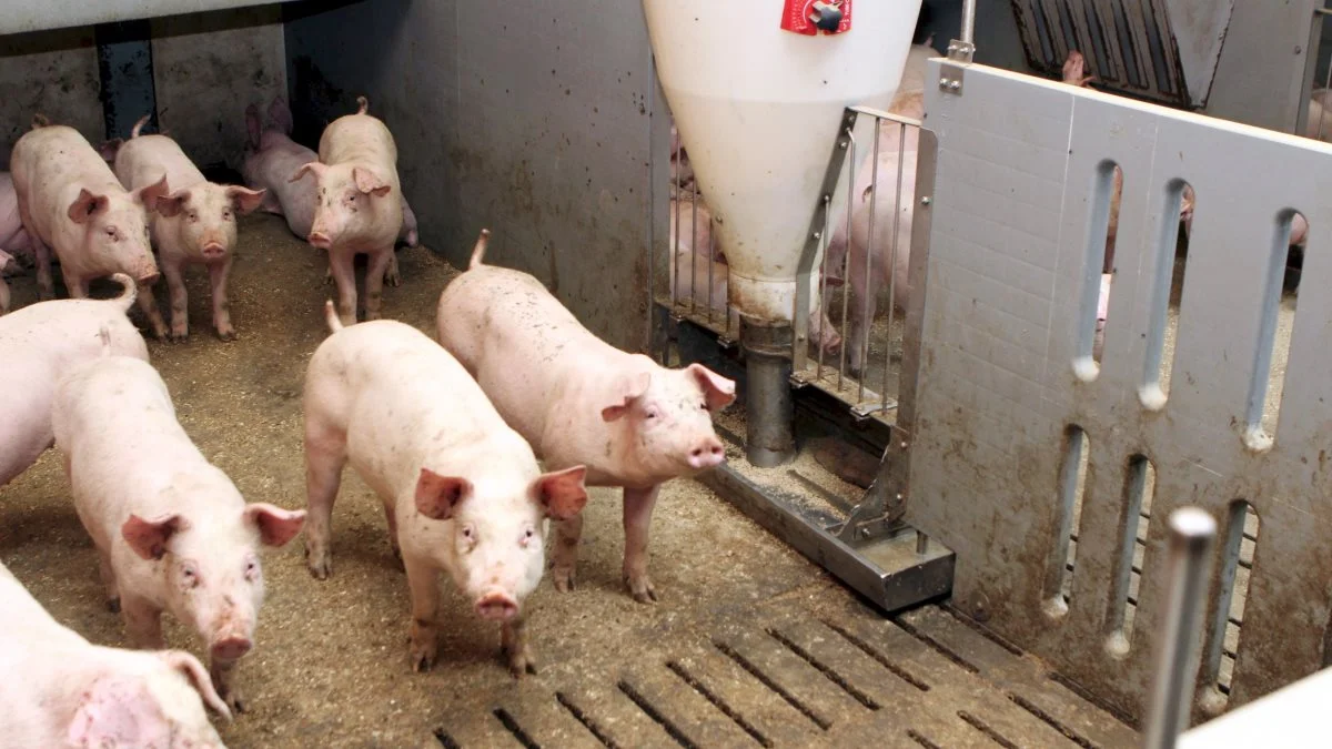 Markedet er ved at nå en »tilfredsstillende mætningsgrad« fra flere slagterier, lyder det fra chefanalytiker John Jensen ved AgroMarkets. Foto: Anne Wolfenberg