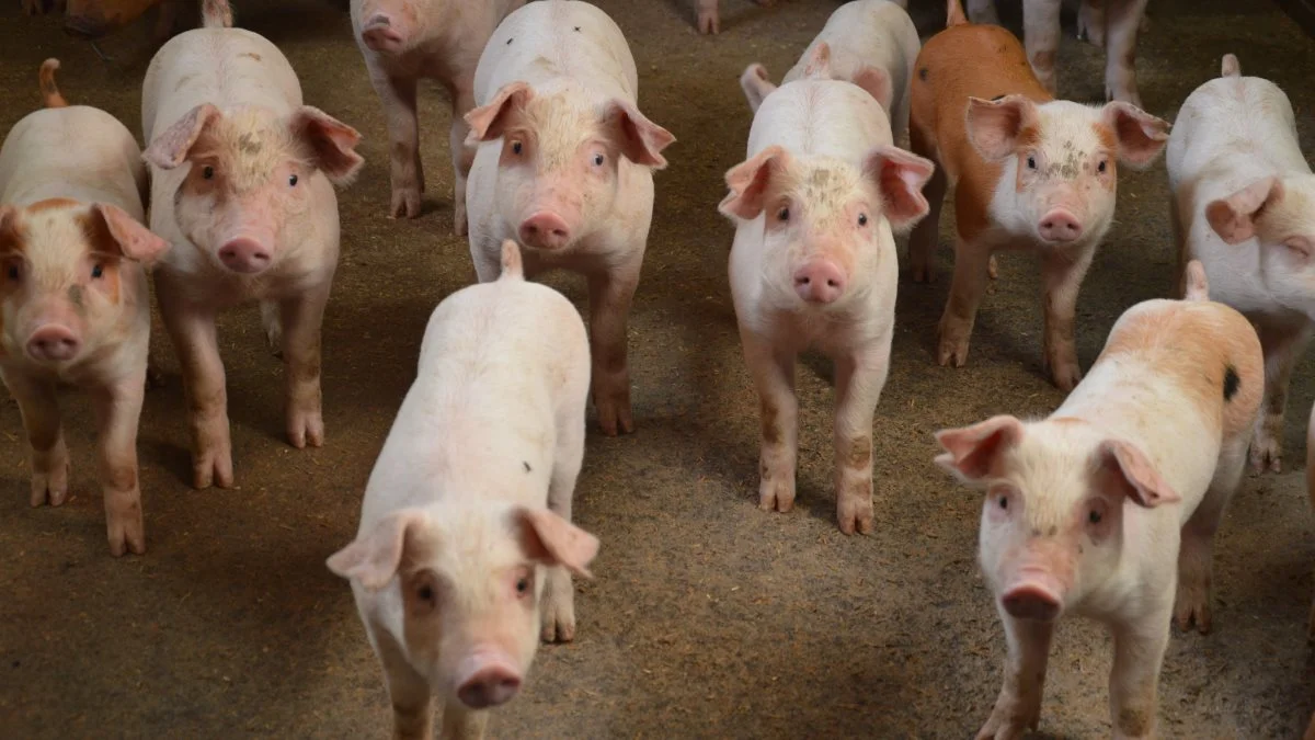 Det er en ekstraordinær situation, smågriseproducenterne står i lige nu. Især dem, der ikke har eget korn eller meget lidt til rådighed. Arkivfoto: Camilla Bønløkke