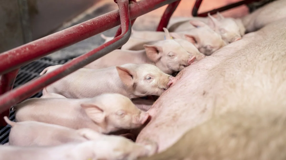 I fremtiden skal sæd og orner, udviklet af det danske genetikselskab Danish Pig Genetics, kunne købes af stort set alle svineproducenter rundt om i verden. Foto: Simon Meyer Fotografi