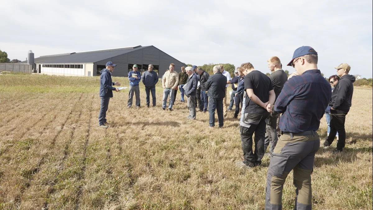 Tørken havde sat sit tydelige spor i demonstrationsarealet med græsblandinger bag det nye staldafsnit på Gelstedgaard. Til venstre er planteavlskonsulent Hans Erik Larsen fra Velas i gang med at informere om de nye EU-tilskudsmuligheder for græsmarker på to år og ældre.