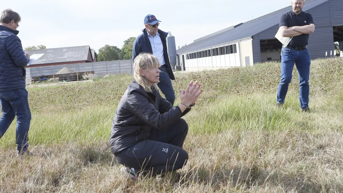 Tørken havde sat sit tydelige spor i demonstrationsarealet med græsblandinger bag det nye staldafsnit på Gelstedgaard. Gurli Klitgaard fra DLF forklarer her i parcellen med rajgræs om mulighederne for at supplere med strandsvingel og rajsvingel (de lidt mere grønne parceller i baggrunden) i blandingen for at give græsmarken mere styrke i tørkesituationer som i år og sandsynligvis i fremtiden.