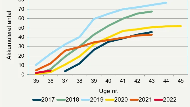 Akkumuleret fangst af rapsjordlopper i gule fangbakker i efterårene 2017-2022. Alle fangster er omregnet til fangster i store gule fangbakker, så tallene er sammenlignelige. Kilde Seges Innovation