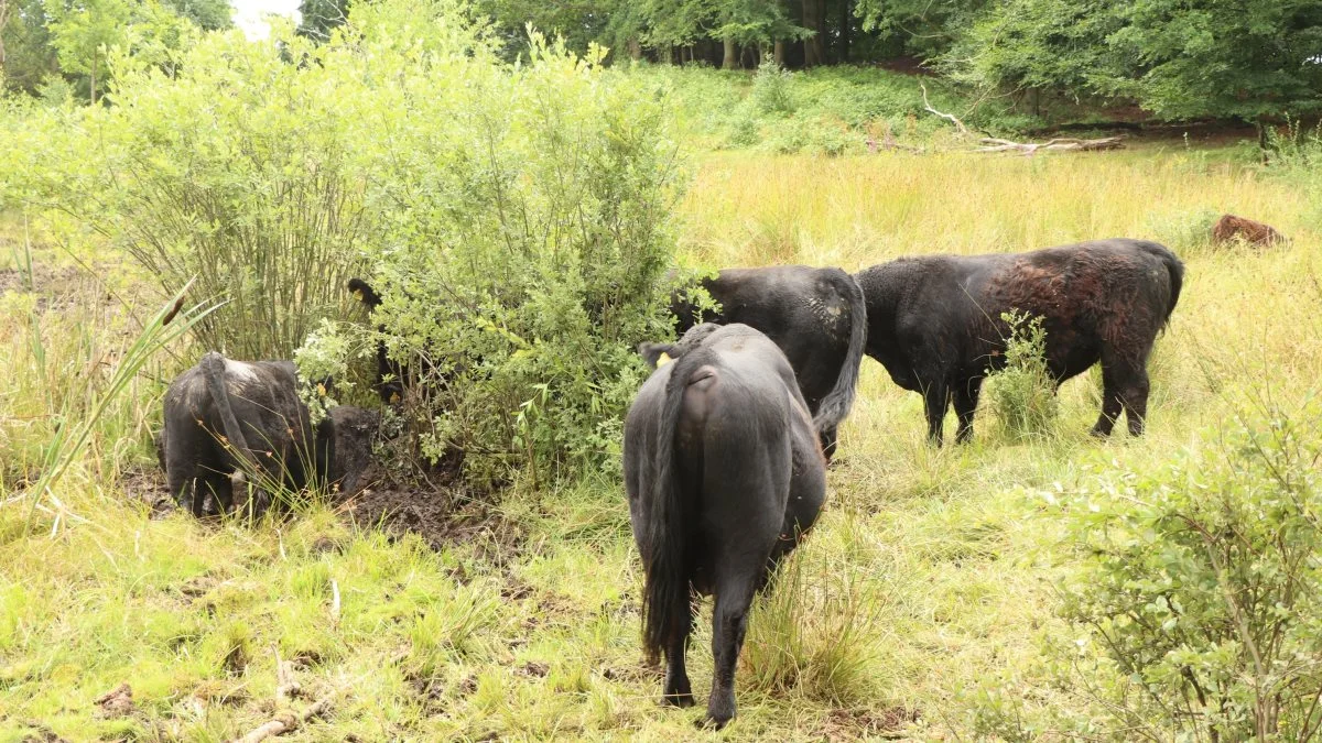 Dyrlæge er skuffet over, at ingen er stillet til ansvar for, at en flok tyre i begyndelsen af august uhindret kunne forfølge to køer i naturparken Molslaboratoriet i dagevis, uden at hverken politi eller naturpark greb ind.  Foto: Øxenholt Foto