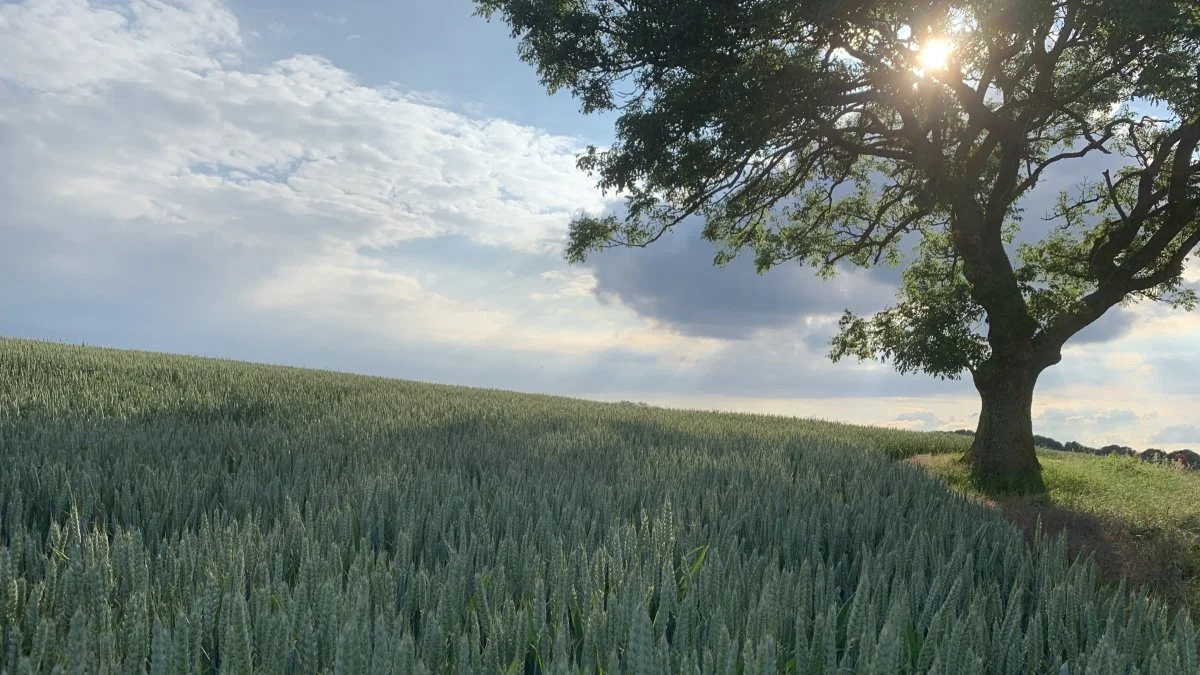KF Miljø er et analyse- og rådgivningshus for landbrugssektoren i Danmark. Foto: Jacob Lund-Larsen