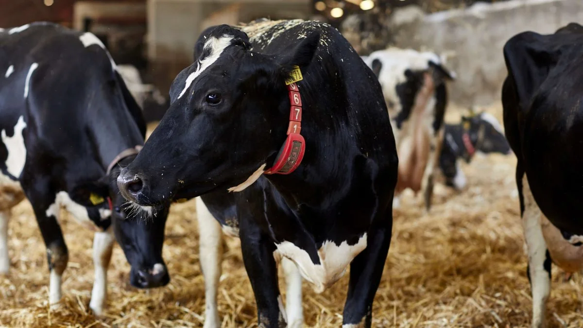 Et kig ind i kostalden på Christiansborg på Fyn, hvor Gitte og Carsten Hedegaard byder indenfor ved Åbent Landbrug den 18. september. Foto: Arla