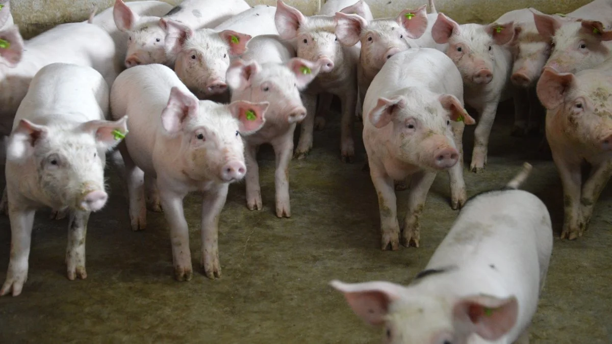 Der er lidt mere vind i sejlene for de tyske smågrisepriser, end der har været. Det skyldes, at mange tyske slagtesvineproducenter, efter den seneste tids noteringsstigninger, har nået deres nulpunkt. Arkivfoto
