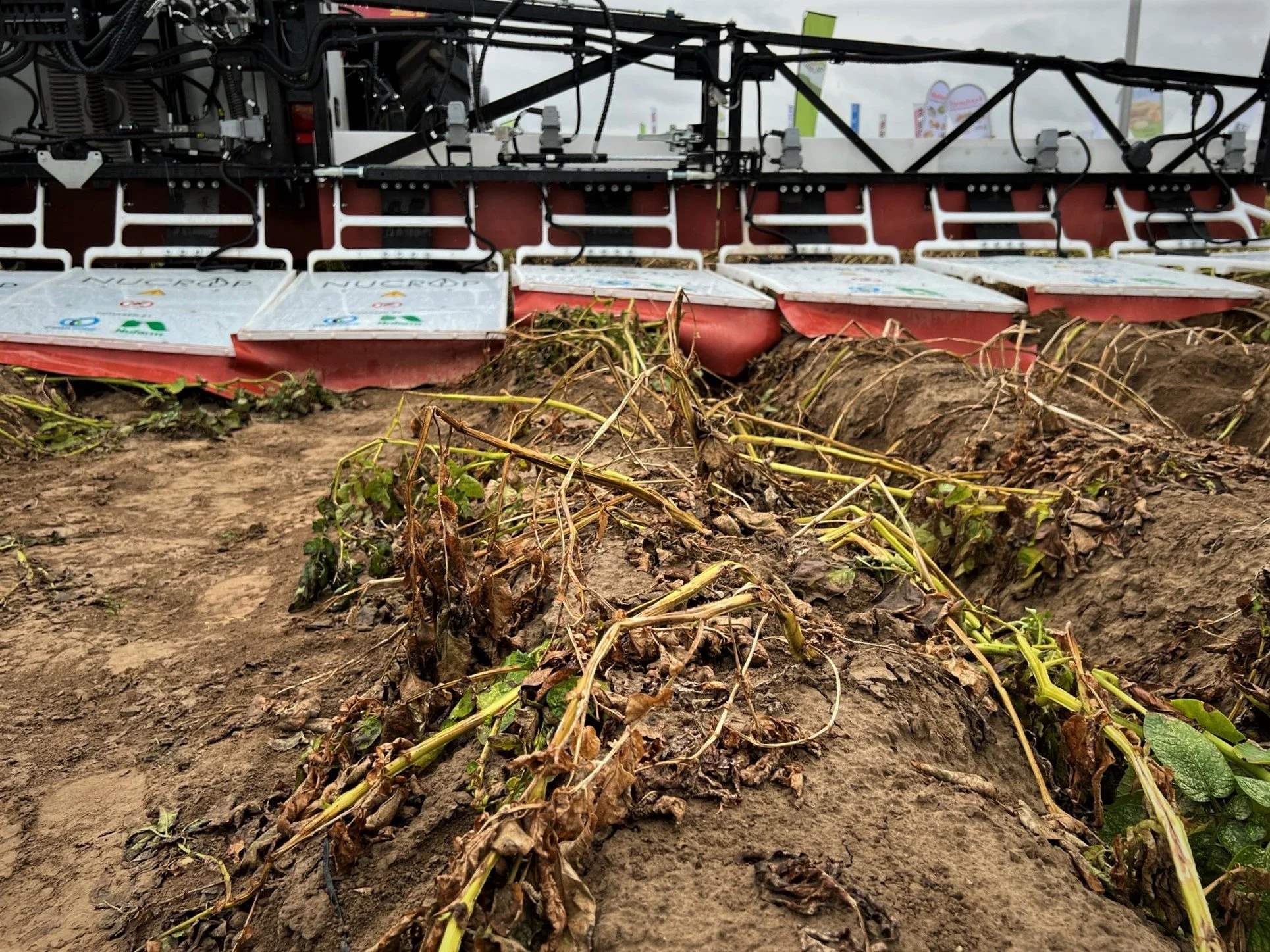 Testparcellen på PotatoEurope er behandlet med strøm fra Nucrop otte dage før udstillingen. Nucrops erfaring siger, at væksten er helt stoppet efter 10 til 12 dage. 