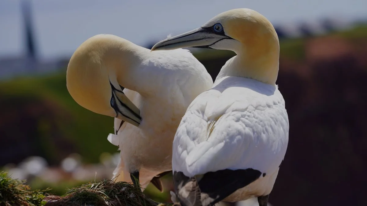 Det er særligt denne havfugl, sulen, der er blevet fundet død eller inficeret i massevis langs den franske atlanterhavskyst over sommeren. Foto: Colourbox