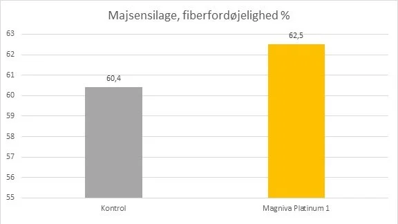 Figur 2. Fiberfordøjelighed i majsensilage hos danske mælkeproducenter i forhold til majsensilage, der ikke er behandlet med Magniva Platinum 1. Kilde: Lallemand