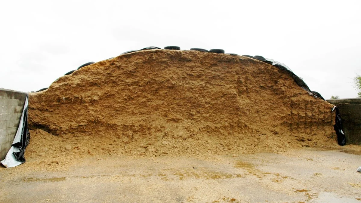 Kvaliteten af ensilage er det, der svinger mest i forhold til andre fodermidler. Derfor bør der være stort fokus på at få bjærget majshelsæd af høj kvalitet og bibeholde den høje kvalitet under høst, lagring og udfodring. Arkivfoto: Tenna Bang