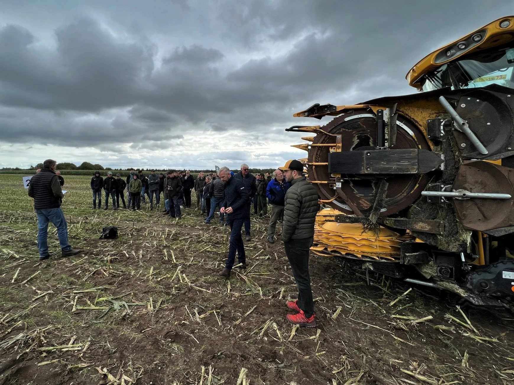 Stalkbuster-systemets roterende stokke kan ses bag skærebordet på New Holland-snitteren yderst til højre. Ved 50 centimeter stubhøjde har 40 procent af majsstubbene stadig intakte knæ, som larverne kan overvintre i. Foto: Kasper Stougård 