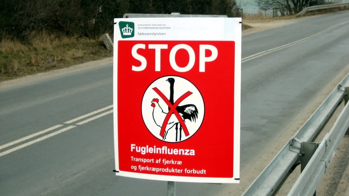 Hobbyavlerne må ikke flytte æg og fugle de kommende fire uger i den nyoprettede zone. Arkivfoto 