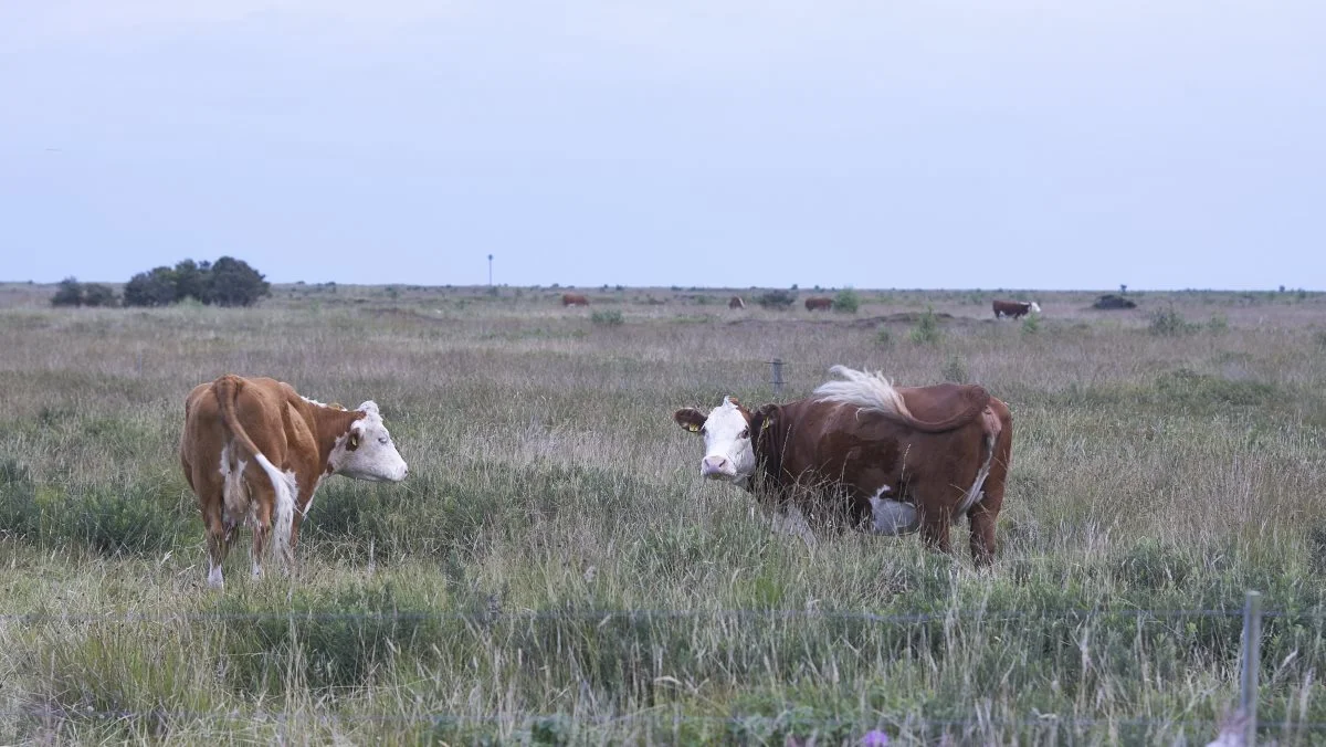 Der er ikke tale om, at al genopretning automatisk føre til egentlig naturbeskyttelse som i Natura 2000-områderne. Der kan godt ske landbrugsdrift og andre økonomiske aktiviteter i et område samtidig med, at biodiversiteten styrkes. Og det vil gælde for de fleste, skønner Europa-Kommissionen. Foto: Erik Hansen

