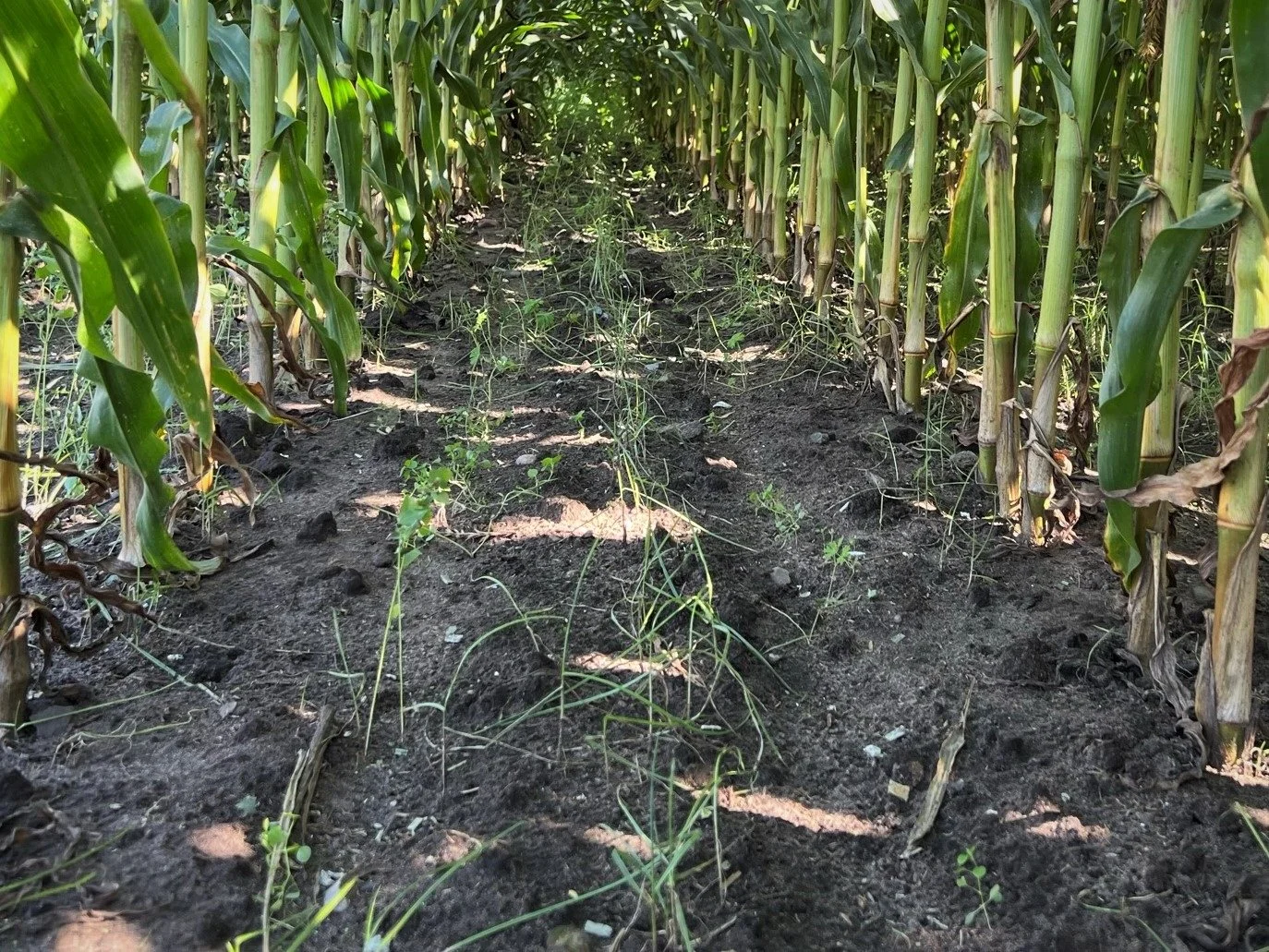 Blandingen af diploid og tetraploid rajgræs er her drysset ud. 