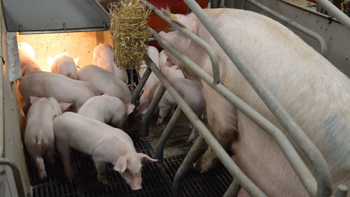 LVK Svinedyrlæger opfordrer i deres nyhedsbrev for september til, at hjemmeblandere tager kornprøver med analyser samt toksinanalyser på korn og halm. Arkivfoto: Camilla Bønløkke