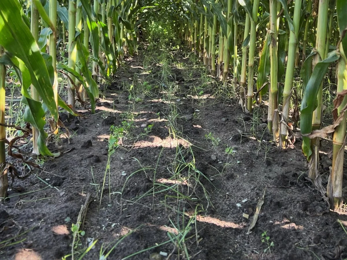 Blandingen af diploid og tetraploid rajgræs er her drysset ud. 