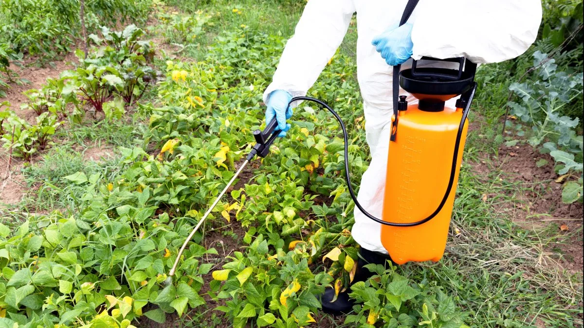 Efter forbuddet mod, at private uden autorisation må købe pesticider, er der sket en stigning i folk, der forsøger at importere ulovlige mængder i Danmark. Foto: Colourbox