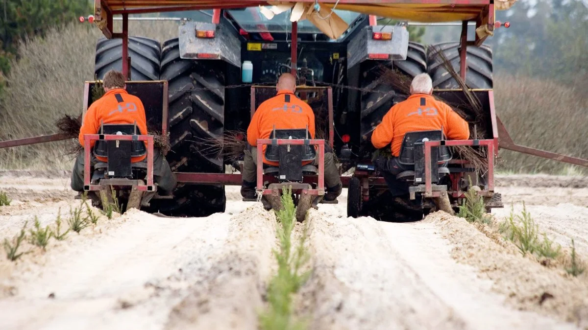 Et centralt ønske fra en række aktører fra skov-, møbel- og byggebranchen er, at Danmark skal have meget mere skov. De foreslår at sætte turbo på målet om, at de danske skove skal udgøre op til 25 procent af landarealet. Arkivfoto: HedeDanmark