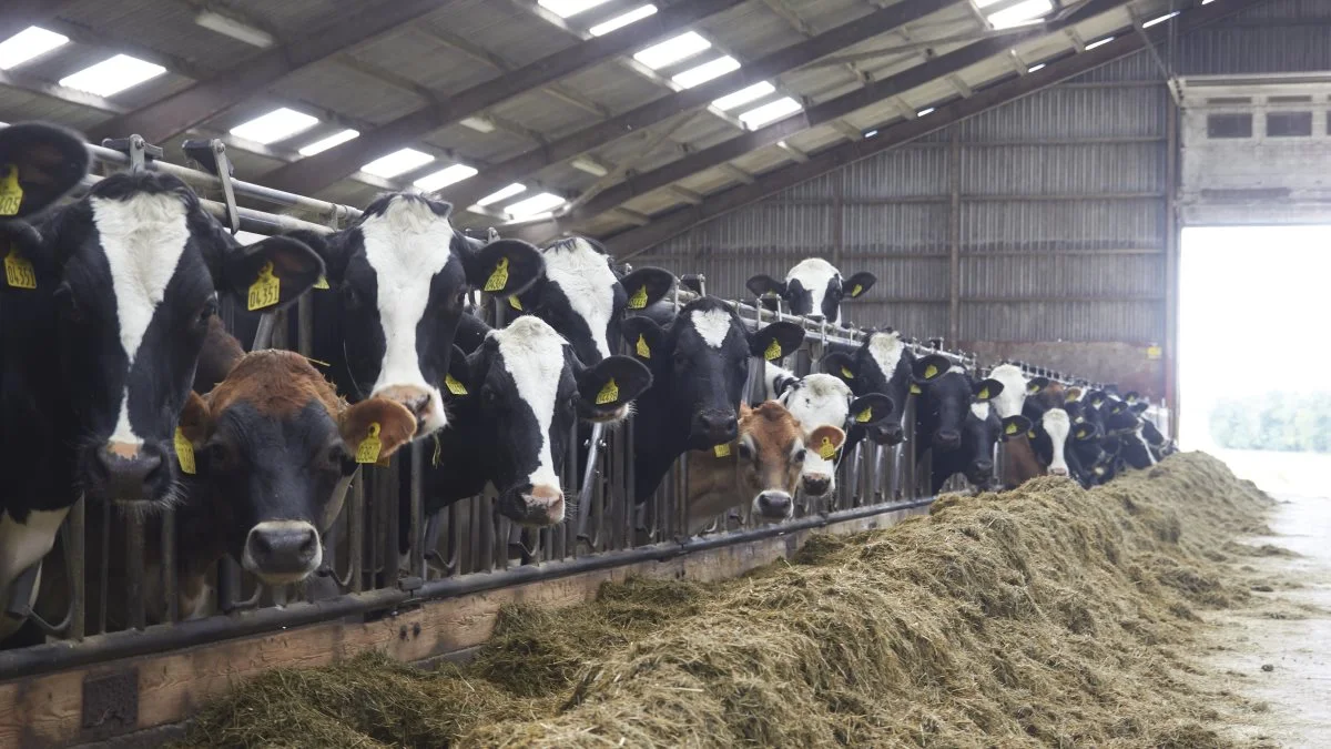 Besætningen på Faderstrupgaard består lige nu af 200 årskøer, primært Holstein.