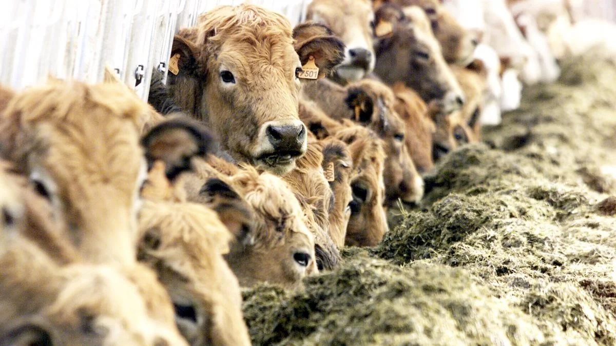 »At tale om »klimaaftryk« fra produktion af foder ( til både dyr og mennesker) er således som udgangspunkt noget vås, al den stund produktionen netto fjerner CO2 fra luften«, skriver læserbrevssskribenten. Foto: Colourbox