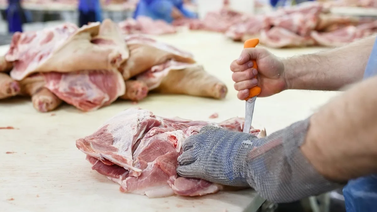 Tysk svineproduktion vil styrtdykke til under 700.000 slagtninger pr. uge i de kommende måneder, mener en tysk omsætter ifølge Danske Svineproducenter. Arkivfoto