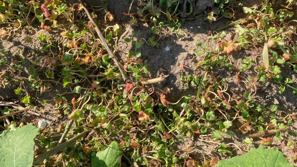 10 dage efter behandling med 0,25 l/ha Belkar. Der skal følges op med 0,25 l/ha Belkar. I marker med mange storke- og hejrenæb anbefales altid en split behandling. Første behandling udføres på raps med tre til fire blade og følges op tre uger senere med anden del af split-behandlingen. 
