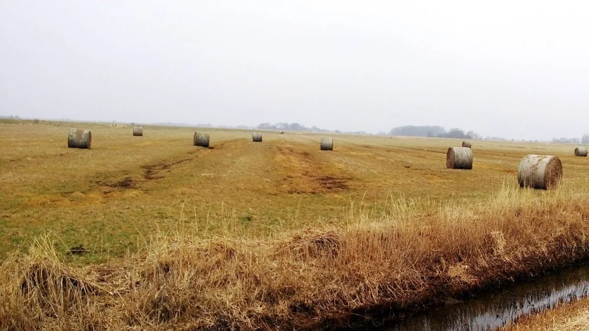 Et areal nordøst for slusen, der kaldes Margrethe Kog Nord, bliver i fremtiden levested for eng- og vandfugle. Arkivfoto