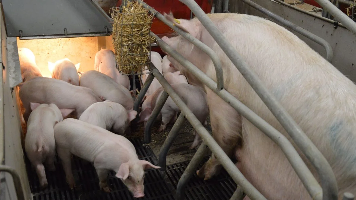 Når det skal vurderes, om soen skal have et kuld mere, så handler det blandt andet om at se på grisene. Er de store og ensartede? Arkivfoto: Camilla Bønløkke