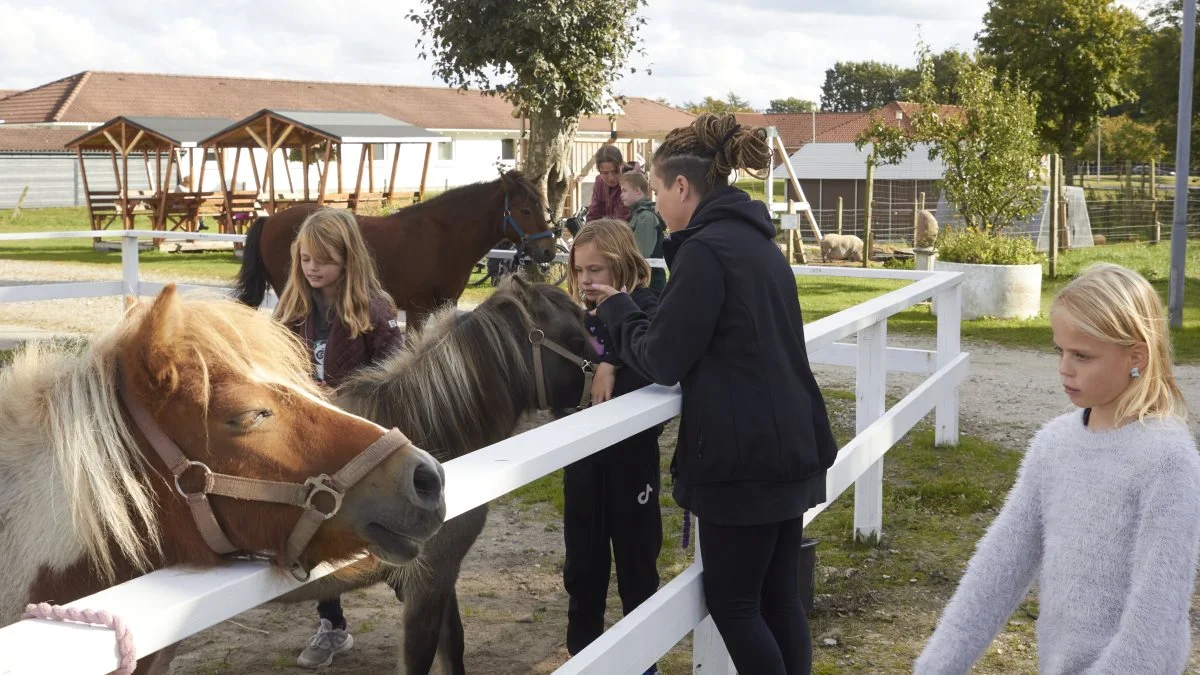 Trækplasteret ved 4H i Aars er deres heste, og inden længe trækkes flere af dem over i Messecenter Vesthimmerland, når der er Kimbrerskue. Fotos: Tenna Bang